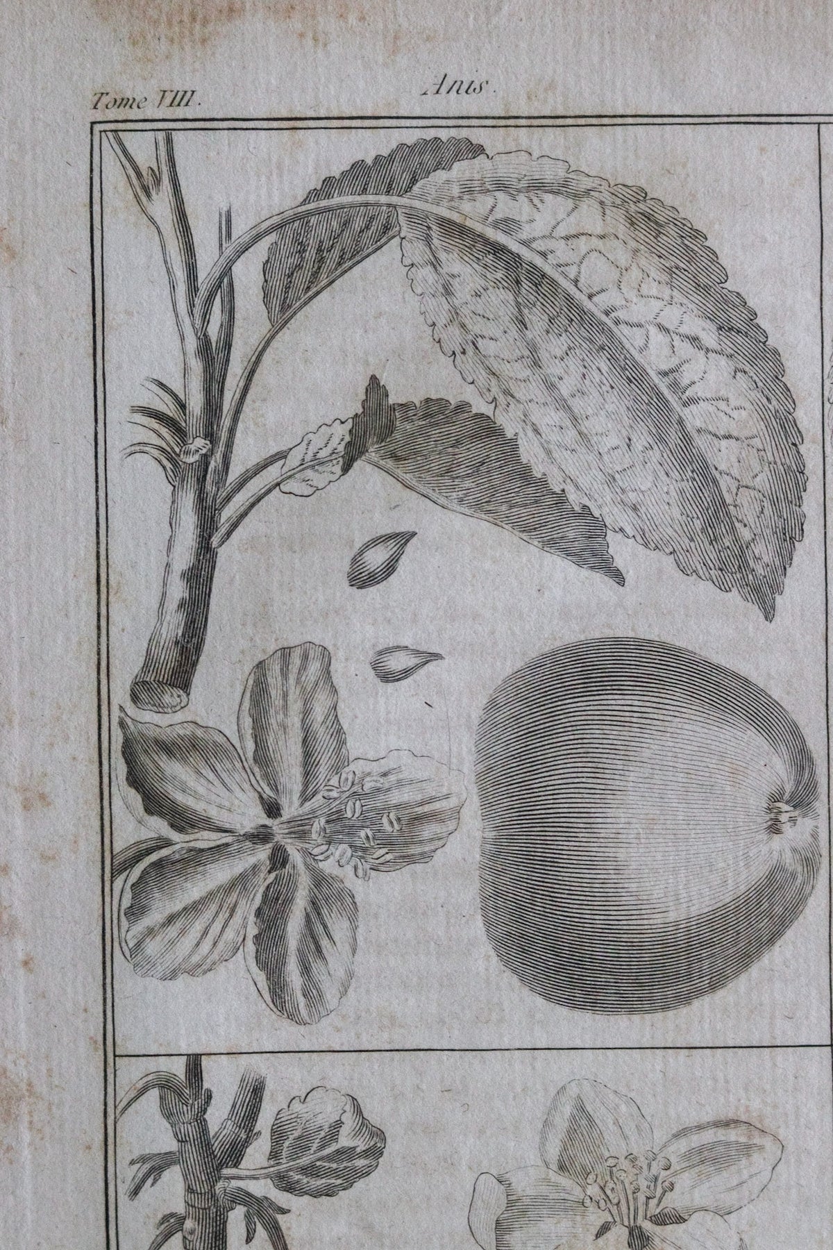 Antique French Apple Print c.1918