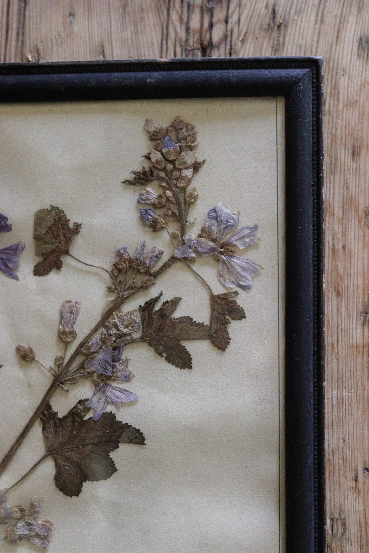 Vintage Framed Herbarium - Dated 1951