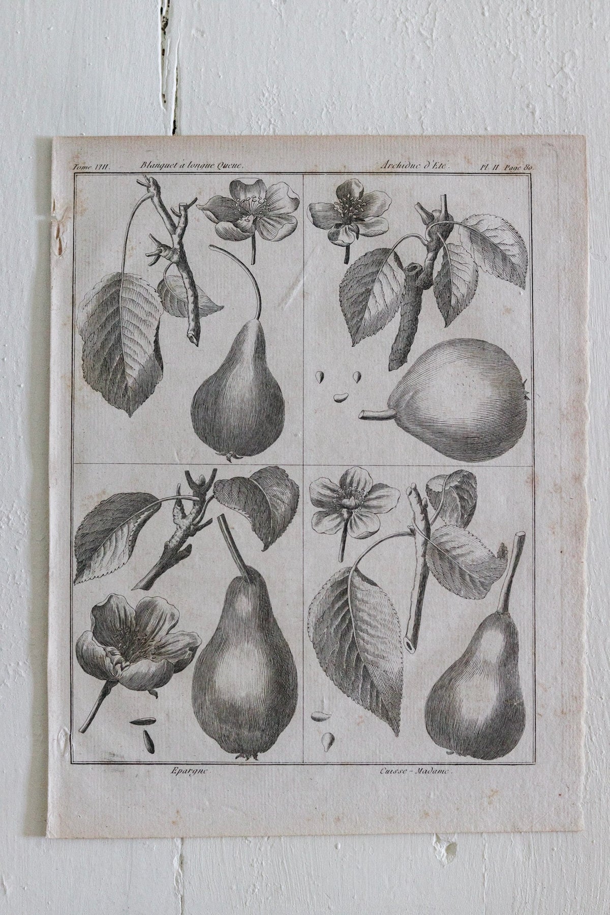 Antique French Pear Print c.1918