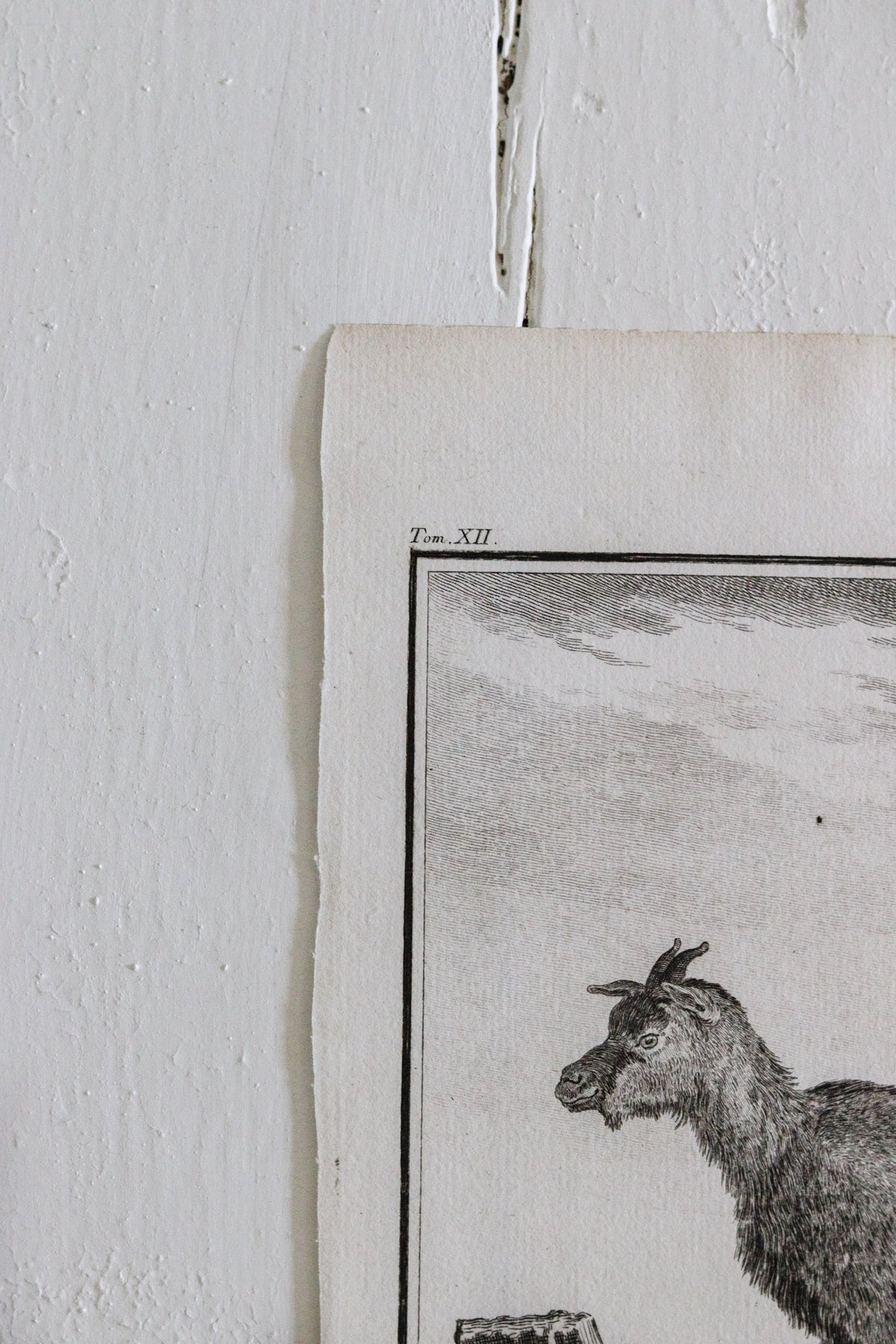 Antique Goat Engraving c.1775