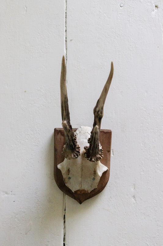 Petite Vintage European Antler Mount