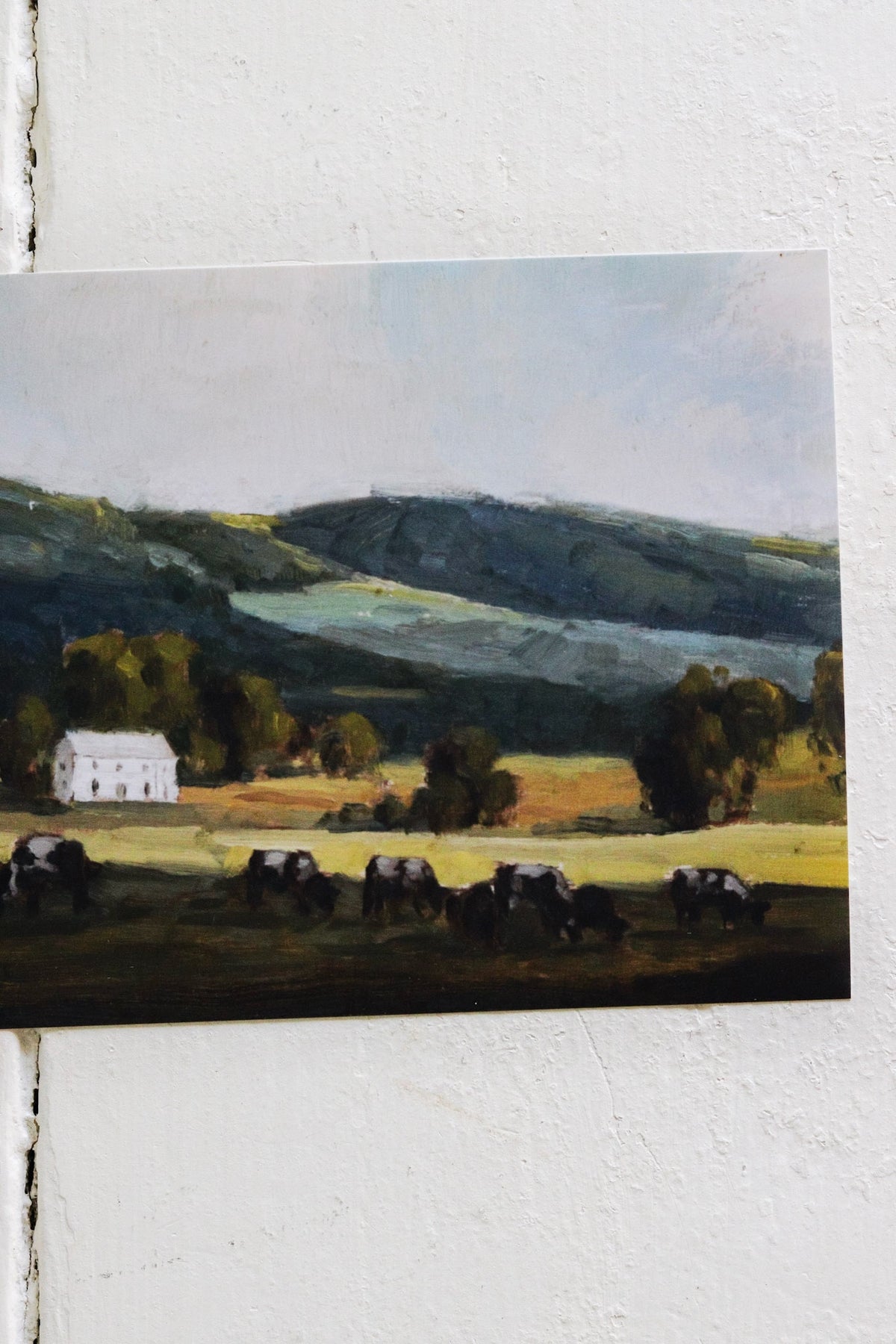 Cows In Shadow Print