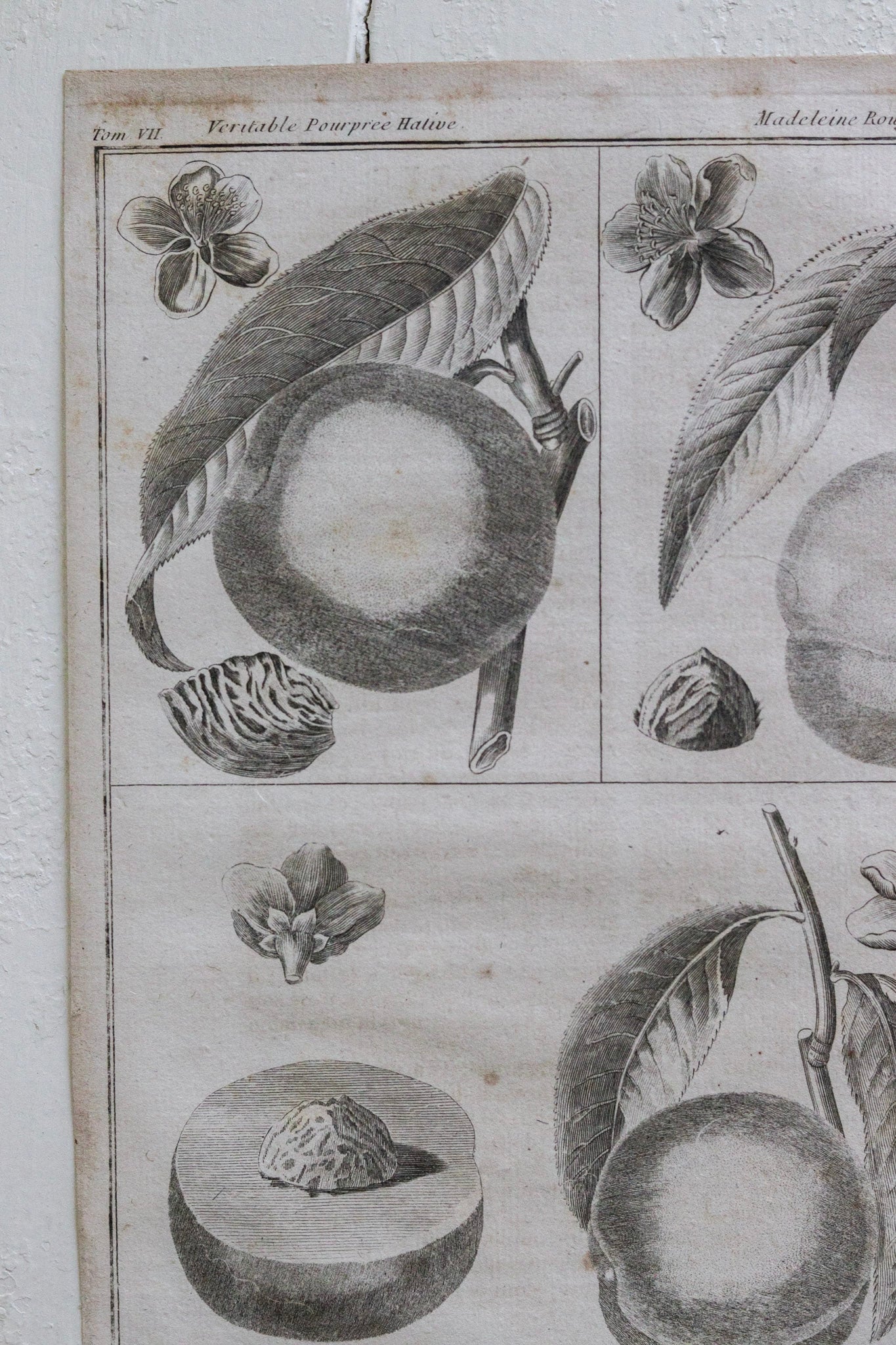 Antique French Peach Print No.2