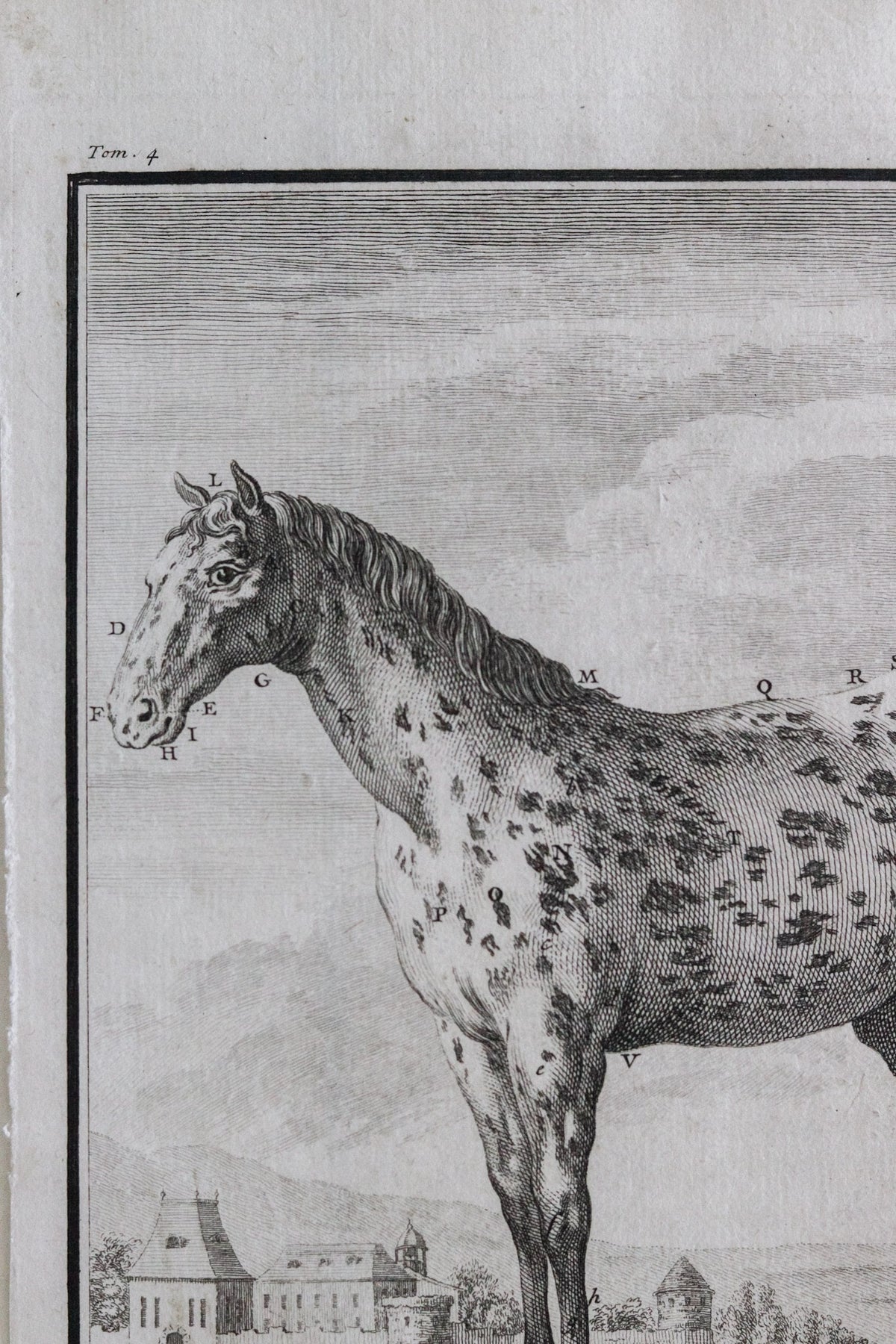 Antique Horse Engraving c.1775
